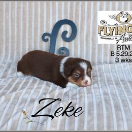 Zeke - Red tri male Miniature Australian Shepherd puppy in Madisonville, Texas from Flying LL Aussies