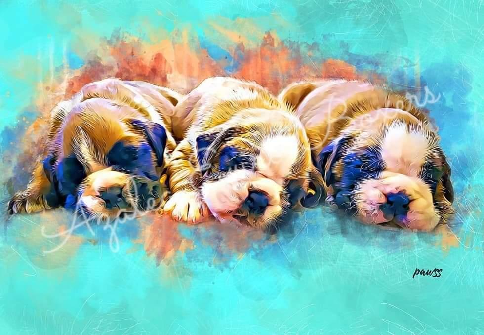 Boston Terriers, Boxers, and French Bulldogs from Azaleas Euro Boxers & Boston Terriers