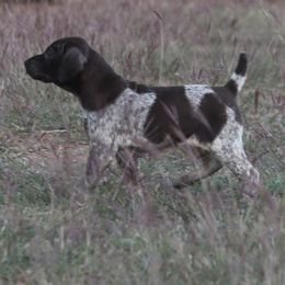 German Shorthaired Pointer and Vizsla Puppies from Big Country Kennels