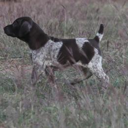 German Shorthaired Pointer and Vizsla Puppies from Big Country Kennels