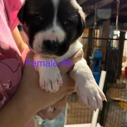 Girl 6 - Biscuit and white female Anatolian Shepherd Dog puppy in Daggett, Michigan from T&S Anatolians