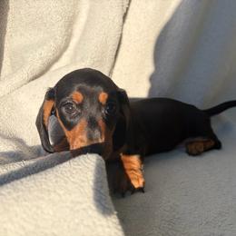 Hannah ( no deposit, ready now) - Black and tan female Dachshund puppy in Dinwiddie, Virginia from White Oak Kennels