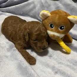 Poodle Puppies from poodle 4life Breeders