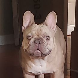 Tenor - French Bulldog