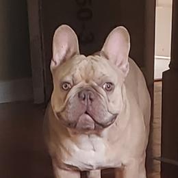Tenor - French Bulldog