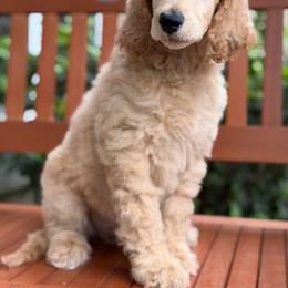 Carol (Service dog Prospect) - Apricot female Poodle puppy in Lecanto, Florida from Lecanto Puppy