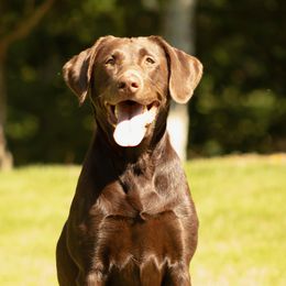 Belle - Labrador Retriever