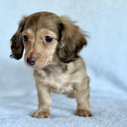 Twister - Chocolate and cream female Dachshund puppy in Lake City, Florida from KNG FARMS