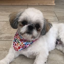 Goldendoodles and Shih Tzus from Happy_Tails_by_TJ