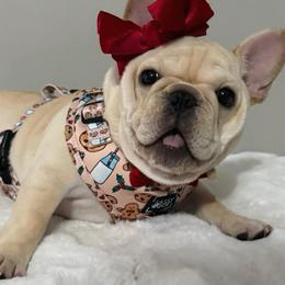 French Bulldog Puppies from Elite Sweet Frenchies