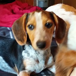 Zelle - Dachshund