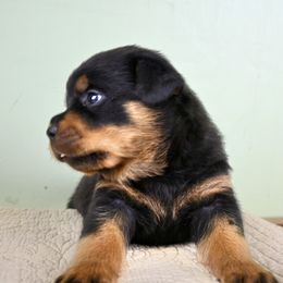Boy 1 - Black and mahogany male Rottweiler puppy in Bowling Green, Kentucky from Vom Bruderhof Rottweilers