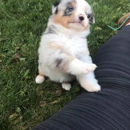 Australian Shepherd Puppies from SS Australian Shepherds