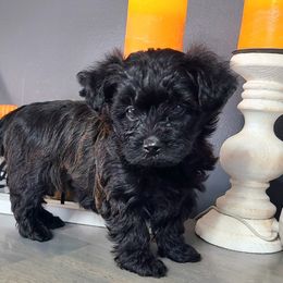 Yorkipoo Puppies from Gin and Stella's Adventures