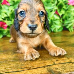 Willy - Red male Dachshund puppy in Sylvania, Alabama from Yancey’s Doxies