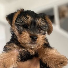 Yorkshire Terriers from Lacey Luxe Breeding- Yorkshire Terriers