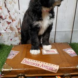 Bernedoodle, Goldendoodle, and Poodle Puppies from Granton Creek