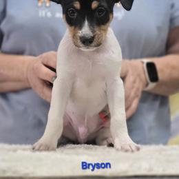 Bryson - White black and tan male Rat Terrier puppy in Divide, Colorado from Outlaw Farm and Kennel