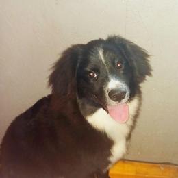 Blue - Black & white male Miniature Australian Shepherd puppy in Middleburg, Florida from Dog Father Kennels