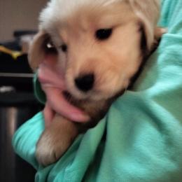 Light Purple - Light golden female Golden Retriever puppy in Madison, Ohio from Heckmans English Cream Golden Retrievers