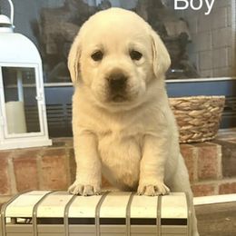 Labrador Retrievers from Hite’s Labs