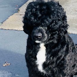 Kobe - Portuguese Water Dog