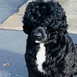 Kobe - Portuguese Water Dog