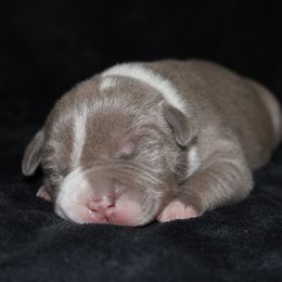 American Pit Bull Terrier Puppies from Mika Tica Kennels