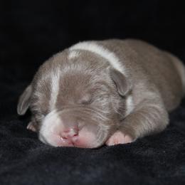 American Pit Bull Terrier Puppies from Mika Tica Kennels