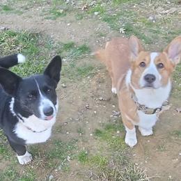 Cardigan Welsh Corgi puppies from Old Iron Farm