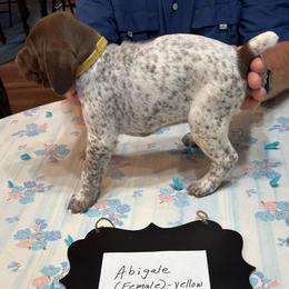 Abigale - Liver and white female German Shorthaired Pointer puppy in Morgantown, Indiana from Kevin Funkhouser Kennel