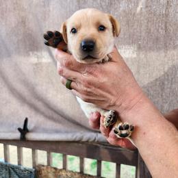 Boy 2 - Yellow male Labrador Retriever puppy in Hebron, Kentucky from Top Notches Labrador Retrievers