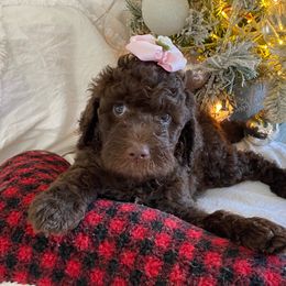 "Kalua" Goldendoodle Puppies from What’s Up Doodles
