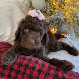 "Kalua" Goldendoodle Puppies from What’s Up Doodles