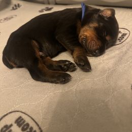 Leonardo - Black and rust male Doberman Pinscher puppy in Bruce Township, Michigan from Eminent Dobermans