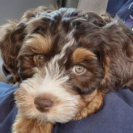 Assorted Doodle Crosses, Australian Labradoodles, Bernedoodles, and Sheepadoodles from Lookingglass Doodles