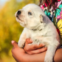 Australian Cattle Dog Puppies from Impact 3rd Australian Cattle Dogs