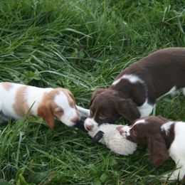Brittany Puppies from Center Ridge Brittanys