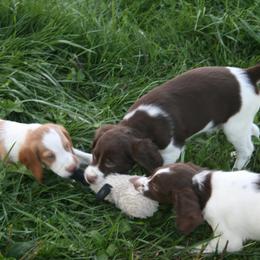 Brittany Puppies from Center Ridge Brittanys