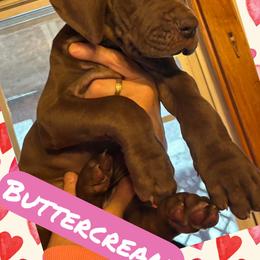 BUTTERCREAM - Chocolate female Great Dane puppy in Wellsville, New York from Prophecy Danes