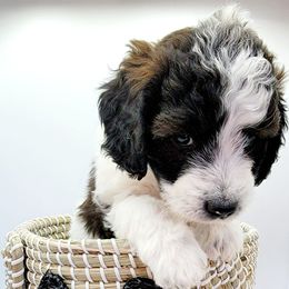 Aussiedoodle, Miniature Australian Shepherd, and Poodle Puppies from Fine and Dandy Aussiedoodles