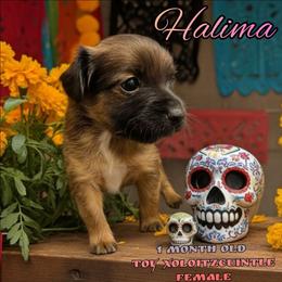 Halima (coated F) - Black and white female Xoloitzcuintli puppy in Atwater, California from Cen Cal Xoloitzcuintle