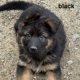 Black Collar long hair coat male - Black and red male German Shepherd puppy in Galt, California from At Redwood Runs