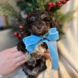 Cocoa - Brown male Schnoodle puppy in Fredericksburg, Virginia from Growing Puppies