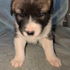 Girl 5 - female Anatolian Pyrenees puppy in Marysville, Ohio from Brotherton Family Farms