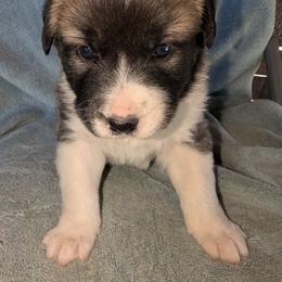Girl 5 - female Anatolian Pyrenees puppy in Marysville, Ohio from Brotherton Family Farms