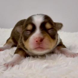 Púa - Chocolate and white male Chihuahua puppy in Molino, Florida from Pensacola Chi Garden