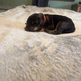 Red collar girl - Black and rust female Doberman Pinscher puppy in Jefferson Township, New Jersey from Tristel Dobermans