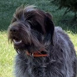 Wirehaired Pointing Griffons from Luther Smith