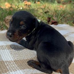 Aspen - Black and rust female Doberman Pinscher puppy in Toney, Alabama from Bhon Mhuir Dobermanns